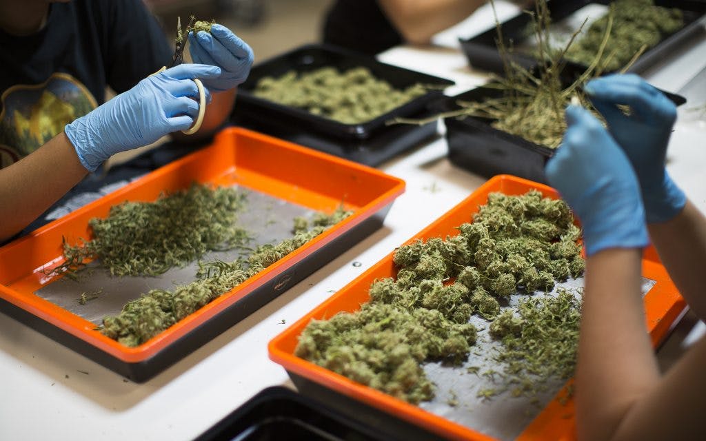 trimming cannabis
